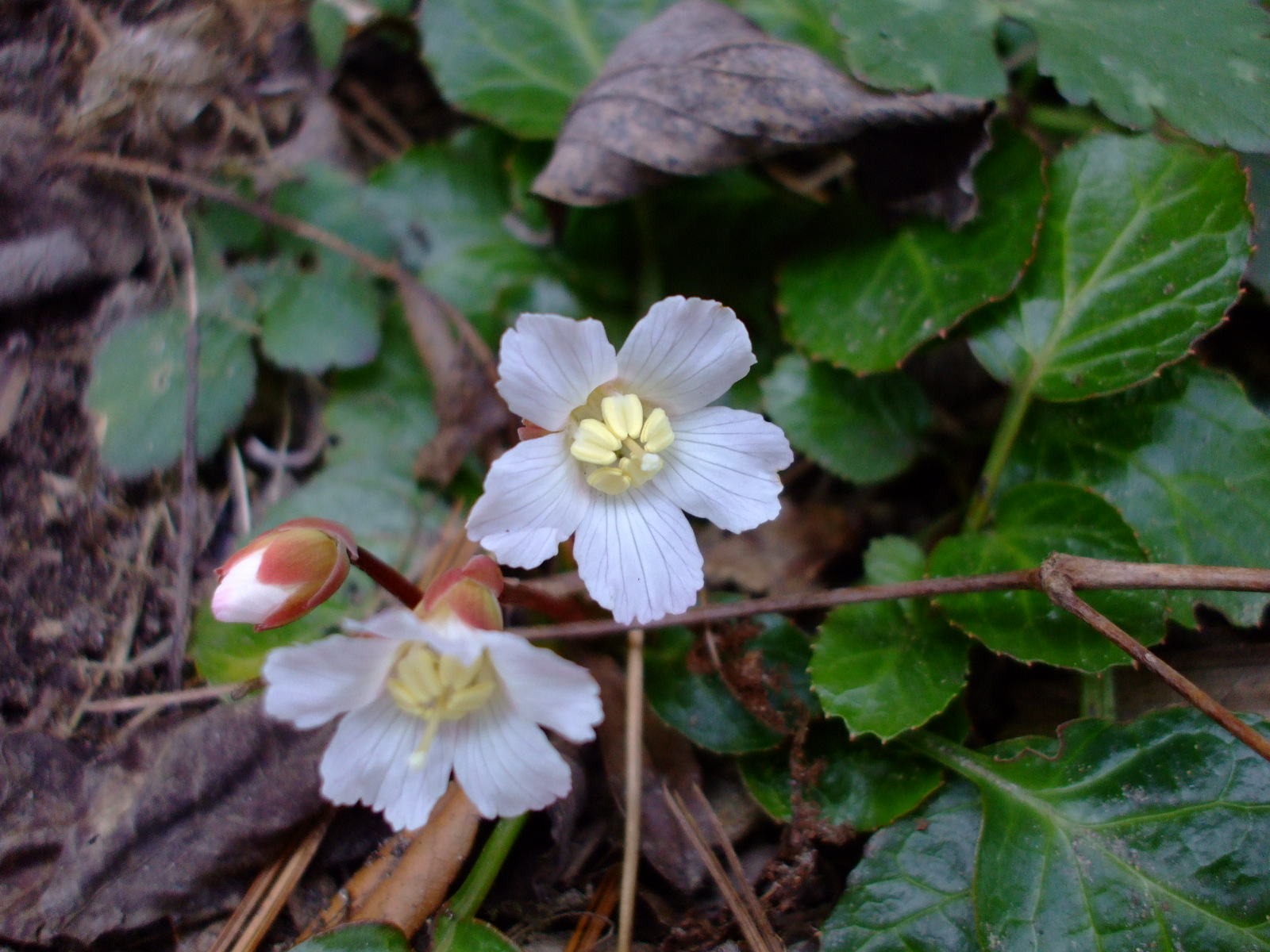 Shortia galacifolia